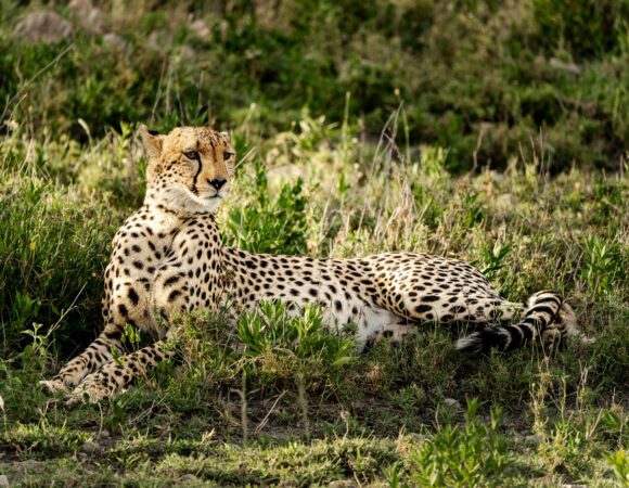 6 Days Best of Serengeti Safari