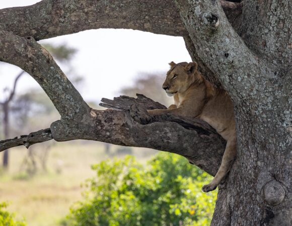 7 Days Combo Safari (Kenya-Tanzania)