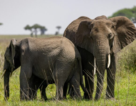 Samburu Game Reserve Safari-3 Days, 2 Nights