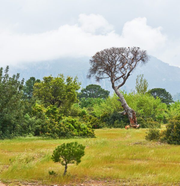 Tanzania Forest Walking Tour