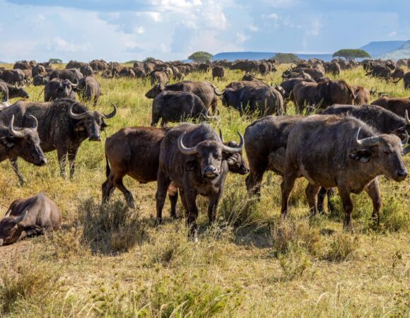 3 days, 2 National Parks Kenya Coast to Nairobi Tour