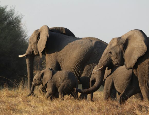 7 Days Serengeti Big 5 Safari