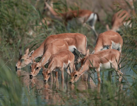 Tsavo East & Amboseli National Parks Safari 3 Days 2 Nights