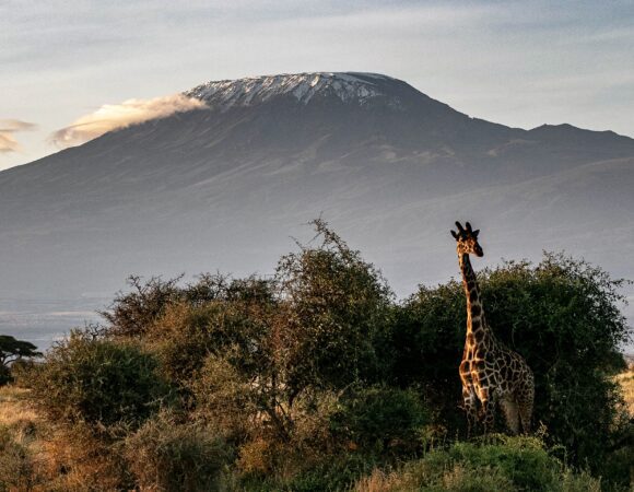 6 Days Mount Kilimanjaro Climbing Via Shira Route