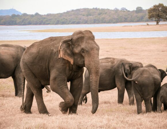 Day Trip To Tarangire National Park