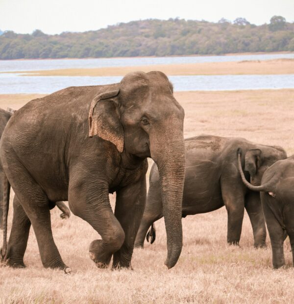 Day Trip To Tarangire National Park