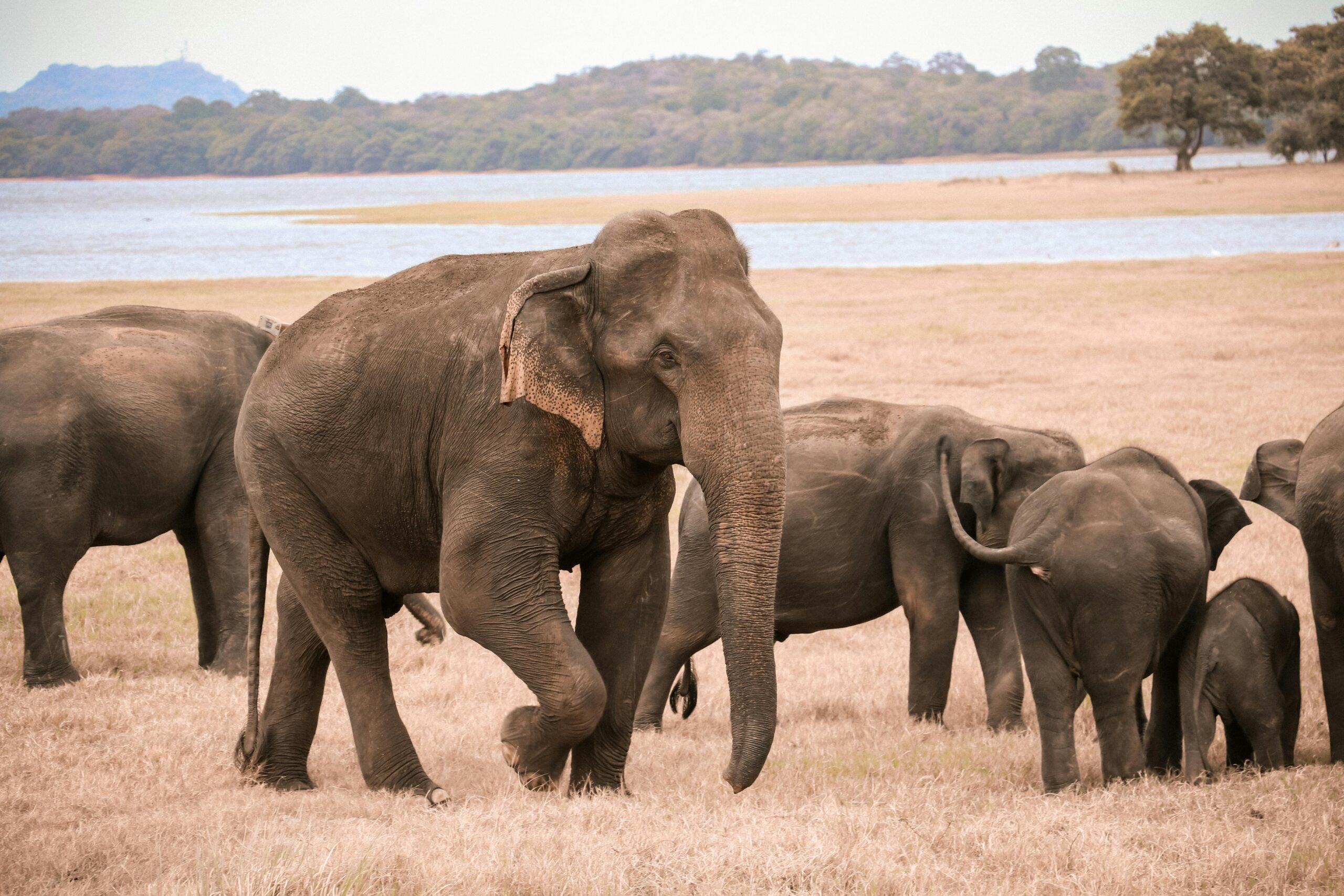 Day Trip To Tarangire National Park