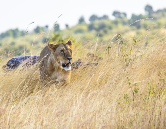 2 Days Tanzania Safari(Tarangire/Lake Manyara & Ngorongoro Safari)