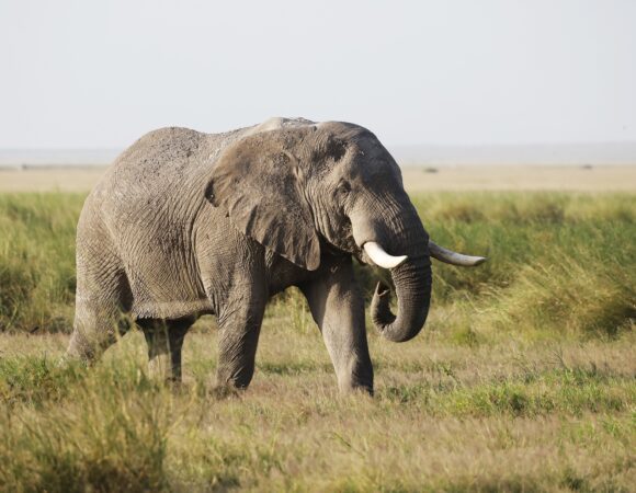 2 Days Tsavo East Safari-From Mombasa