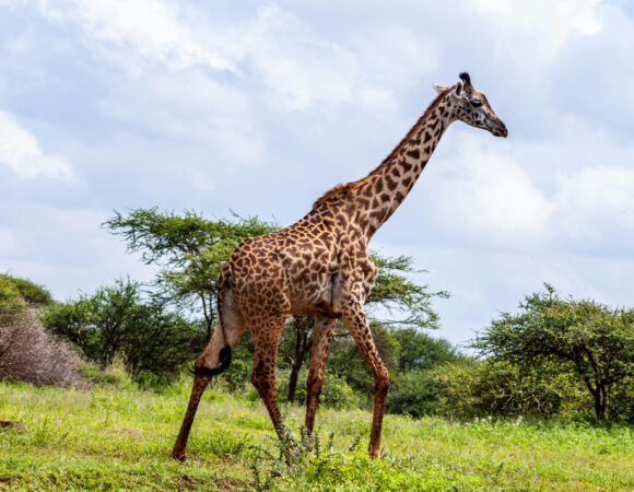 6 Days 5 Nights Lakes & Nothern Kenya Safari