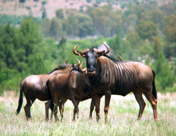 6 Days Wildbeest Migration Safari