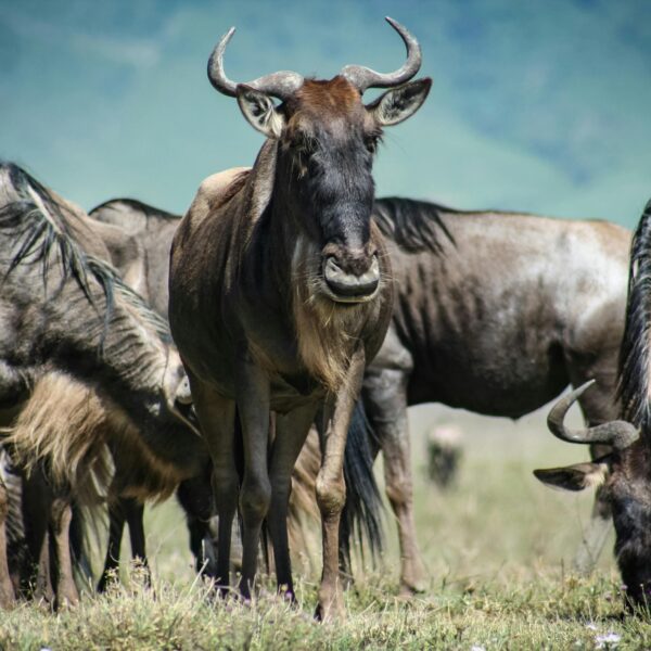 The Magic of an African Safari: A Journey into the Wild