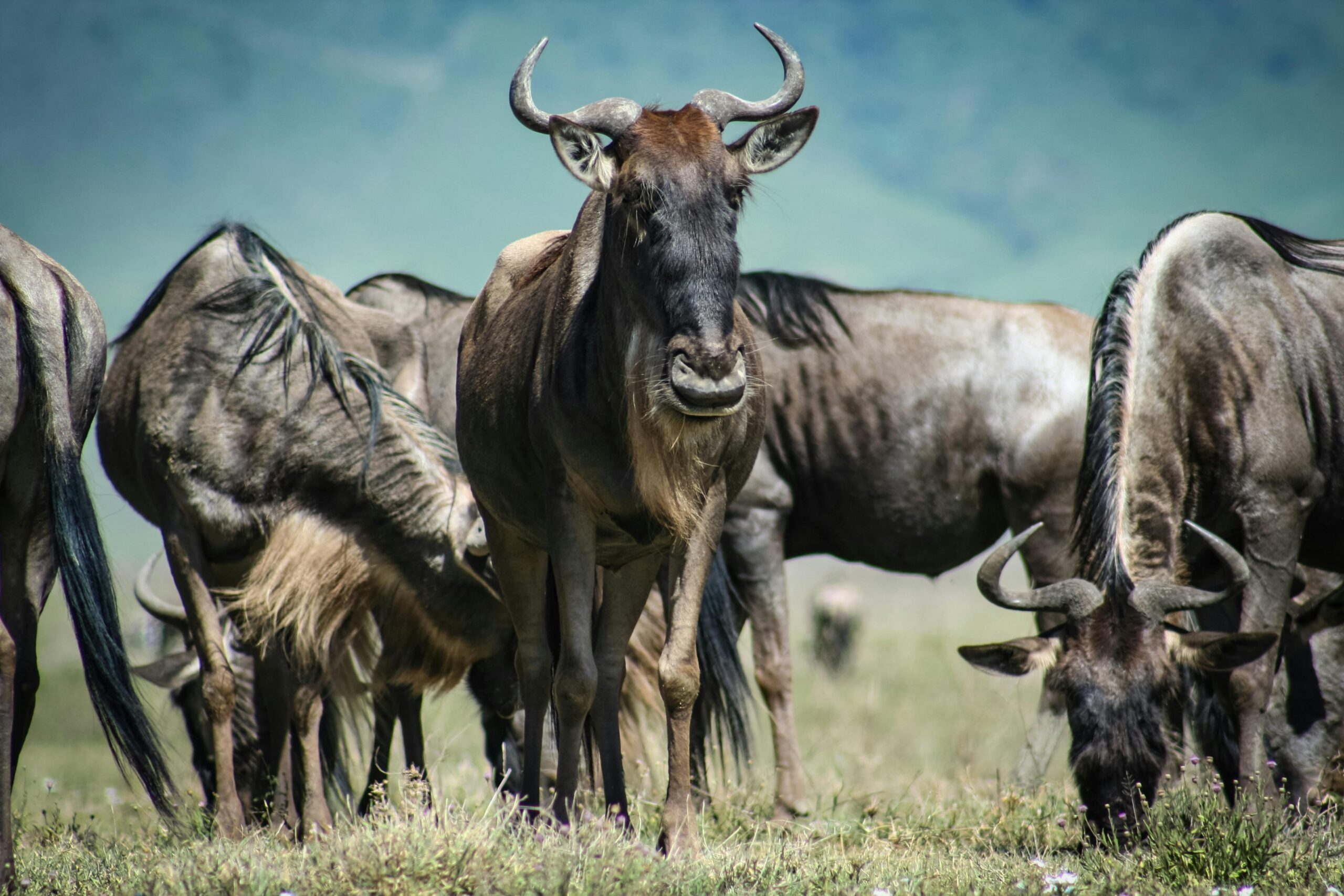 Tanzania Safari