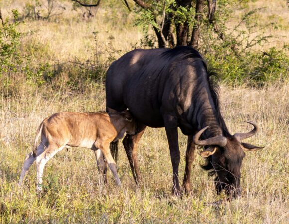 8 Days Serengeti Wildbeests Calving Season