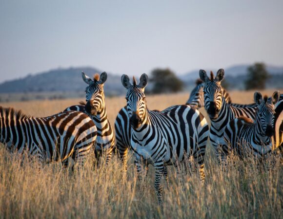 2 Days Amboseli National Park, 1 Night Safari