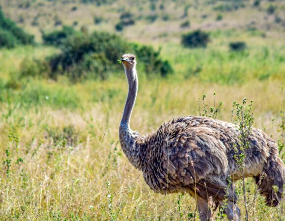 Hidden Gems: Explore The Enchanting Wonder Of The Chyulu Hills