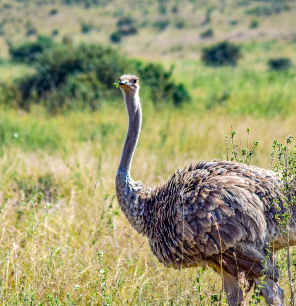 Hidden Gems: Explore The Enchanting Wonder Of The Chyulu Hills