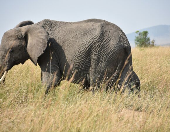 2 Days Lake Naivasha & Lake Nakuru Tour